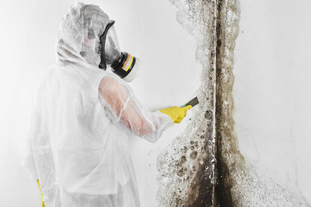 Best Office Mold Removal Services  in Deforest, WI