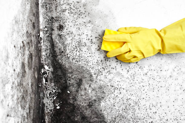 Best Mold Removal Process  in Deforest, WI