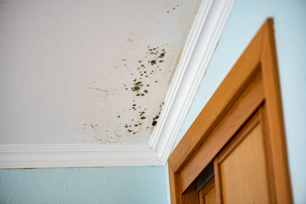 Mold Removal and Inspection in Deforest, WI