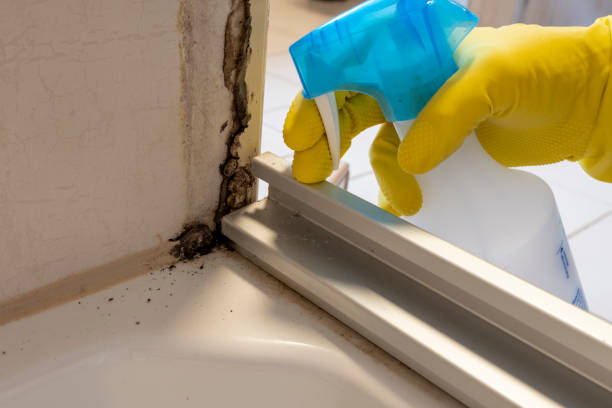 Best Local Mold Removal Service  in Deforest, WI