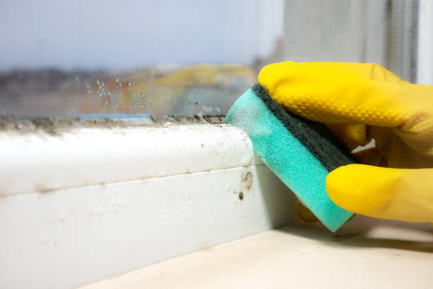 Mold Removal Process in Deforest, WI