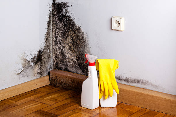 Trusted Deforest, WI Mold Removal Experts