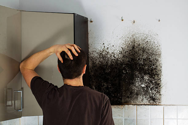 Best Mold Removal Company Near Me  in Deforest, WI