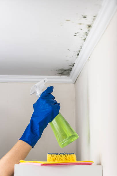 Best Emergency Mold Removal  in Deforest, WI